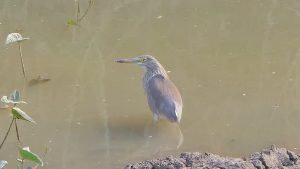 Oiseau Héron Étang Dans Les Zones Humides — Video