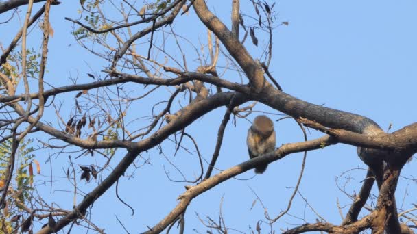 热带雨林的树枝上有猫头鹰 — 图库视频影像