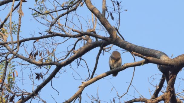 Gufo Ramo Nella Foresta Pluviale Tropicale — Video Stock