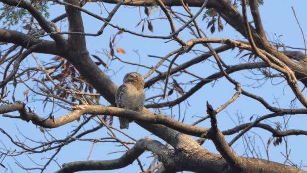 Eule Ast Tropischen Regenwald — Stockvideo