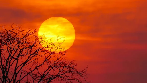 Grote Boom bij zonsondergang — Stockfoto