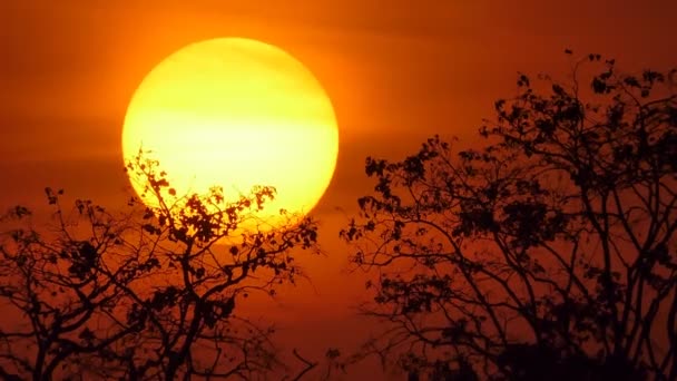 Die Große Orangefarbene Sonne Bei Tropischem Herrlichem Sonnenuntergang Naturhintergründe — Stockvideo