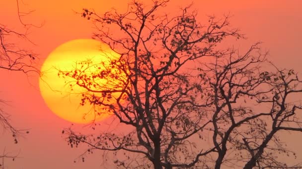 Boom Bij Zonsondergang Het Platteland Natuur Achtergronden — Stockvideo