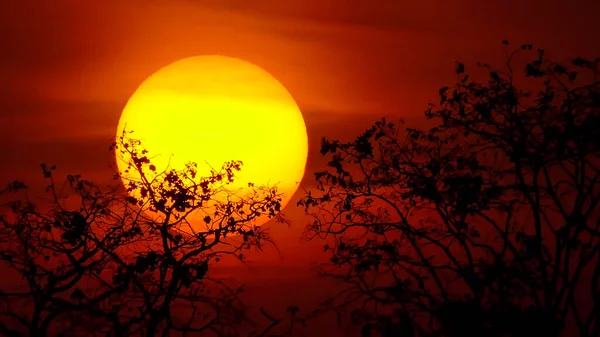 Grand arbre au coucher du soleil — Photo