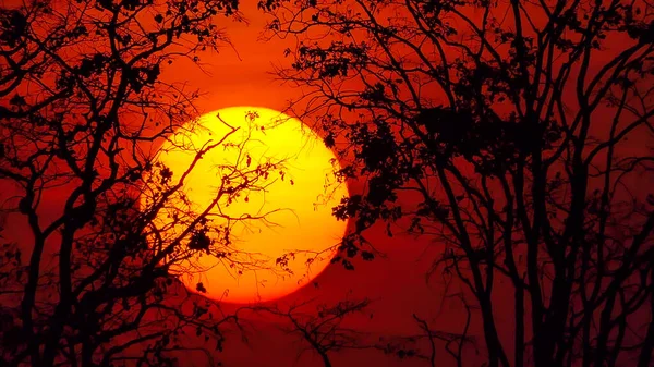 日落时的大树 — 图库照片
