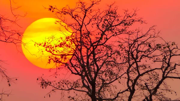 日没時の大きな木 — ストック写真