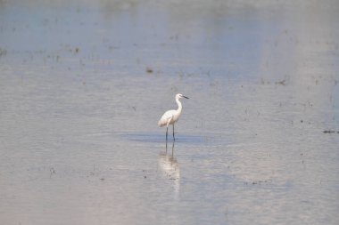 Büyük Beyaz Balıkçıl, Büyük Beyaz Akbalıkçıl (Ardea alba) bataklıkta uçuyor..