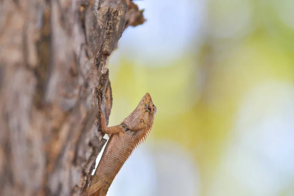 热带雨林树上的蜥蜴 — 图库照片