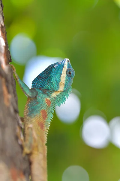 Lizard Blue Crested Lizard Tree Tropical Rain Forest — Stock Photo, Image