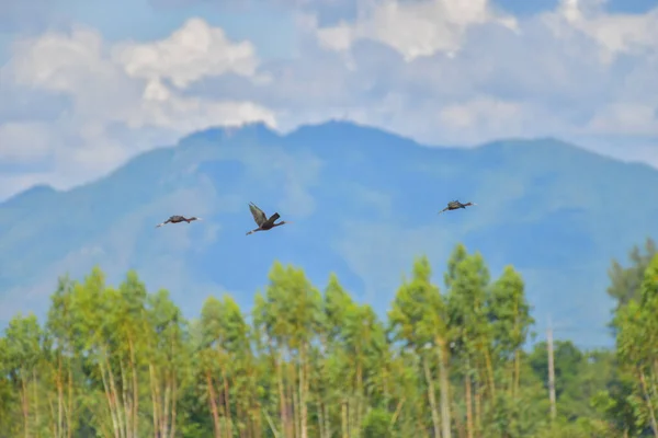 Glossy Ibis Bird Plegadis Falcinellus Flying Blue Sky — Stock Photo, Image