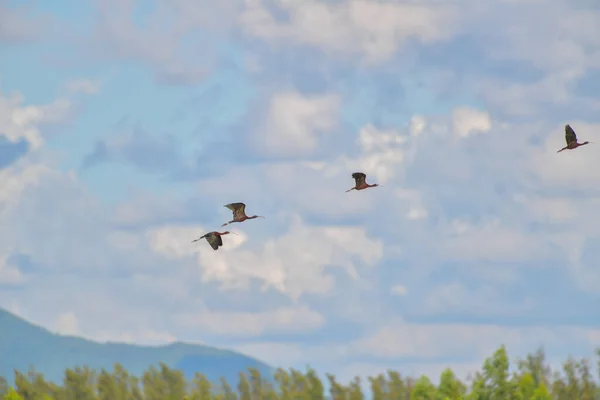 Uccello Ibis Lucido Plegadis Falcinellus Che Vola Sul Cielo Blu — Foto Stock