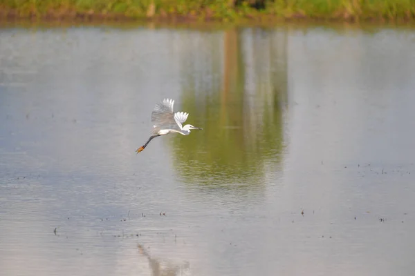 Büyük Beyaz Balıkçıl Büyük Beyaz Akbalıkçıl Ardea Alba Bataklıkta Uçuyor — Stok fotoğraf