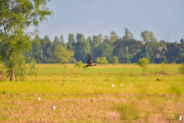 Parlak Ibis Kuşu Plegadis Falcinellus Kırsalda Uçuyor — Stok fotoğraf
