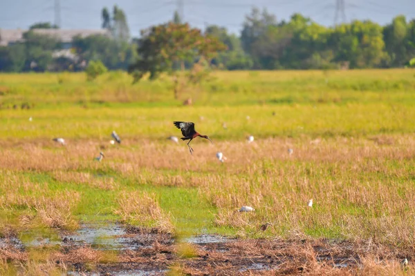 Parlak Ibis Kuşu Plegadis Falcinellus Kırsalda Uçuyor — Stok fotoğraf