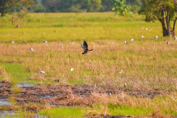 Hochglanz Ibisvogel Plegadis Falcinellus Fliegt Ländlichen Raum — Stockfoto