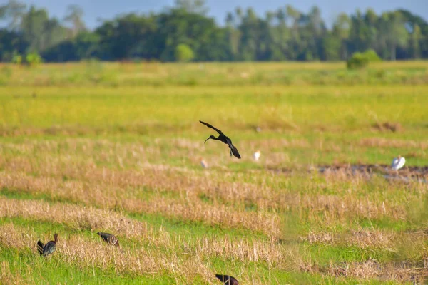 Parlak Ibis Kuşu Plegadis Falcinellus Kırsalda Uçuyor — Stok fotoğraf