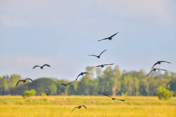 Parlak Ibis Kuşu Plegadis Falcinellus Mavi Gökyüzünde Uçuyor — Stok fotoğraf