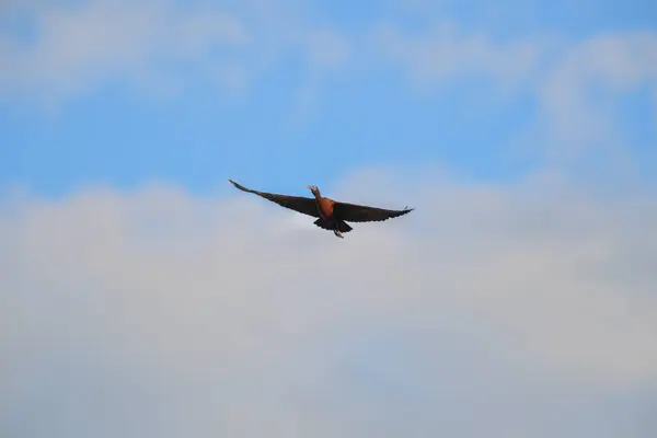 Uccello Ibis Lucido Plegadis Falcinellus Che Vola Sul Cielo Blu — Foto Stock