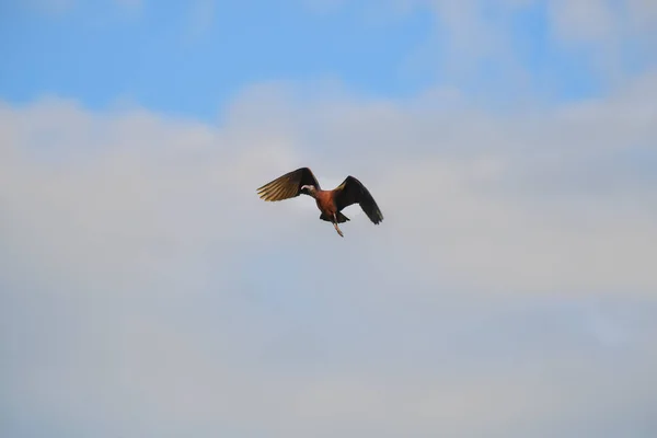 Glossy Ibis Bird Plegadis Falcinellus Flying Blue Sky — Stock Photo, Image