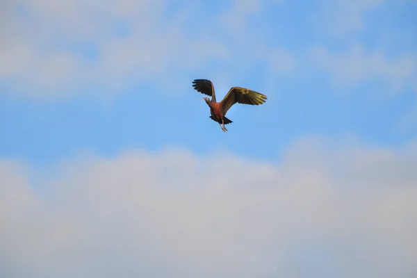 Glossy Ibis Bird Plegadis Falcinellus Flying Blue Sky — Stock Photo, Image