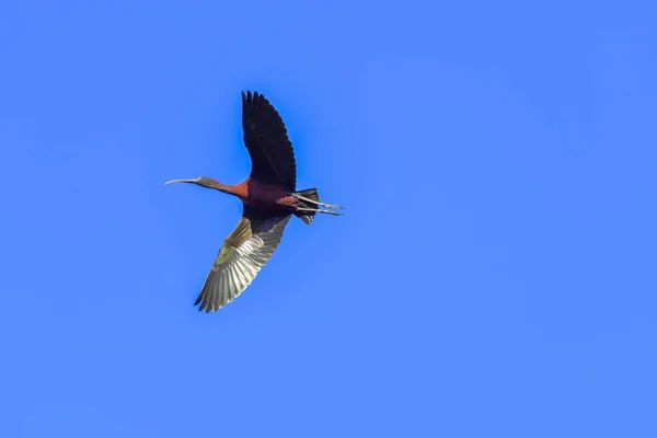 Uccello Ibis Lucido Plegadis Falcinellus Che Vola Sul Cielo Blu — Foto Stock