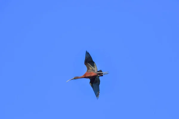 Glossy Ibis Bird Plegadis Falcinellus Flying Blue Sky — Stock Photo, Image