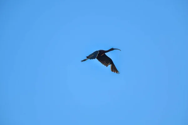 Uccello Ibis Lucido Plegadis Falcinellus Che Vola Sul Cielo Blu — Foto Stock