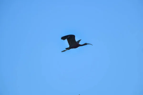 青い空を飛ぶ光沢のあるアイビス鳥 Plegadis Falcinellus — ストック写真