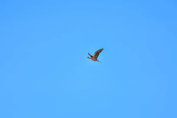 Uccello Ibis Lucido Plegadis Falcinellus Che Vola Sul Cielo Blu — Foto Stock