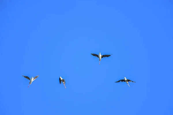 Uccello Alato Nero Himantopus Himantopus Che Vola Sul Cielo Blu — Foto Stock