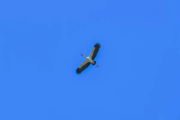 Openbill Asiatico Anastomus Oscitans Che Vola Sul Cielo Blu — Foto Stock
