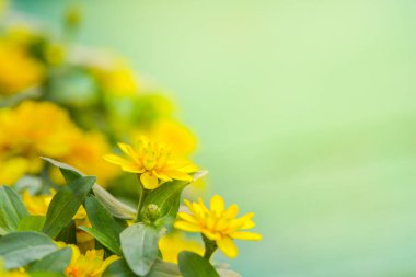 Arka bahçede sarı Zinnia çiçeği