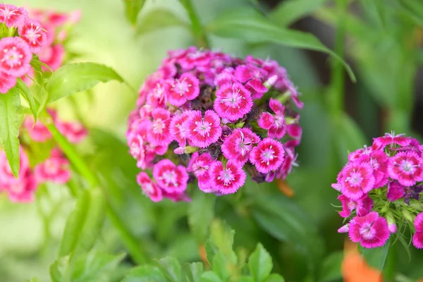 Γλυκό Λουλούδι William Dianthus Barbatus Στον Κήπο — Φωτογραφία Αρχείου