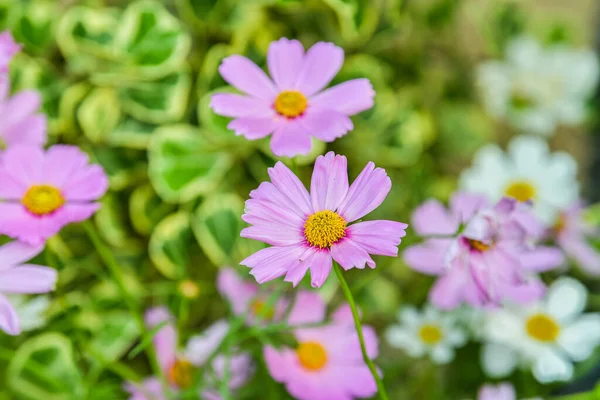 Квітка Космос Квітковому Саду Задньому Дворі — стокове фото