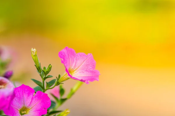 Fiore Rosa Nel Giardino Fiorito Cortile — Foto Stock