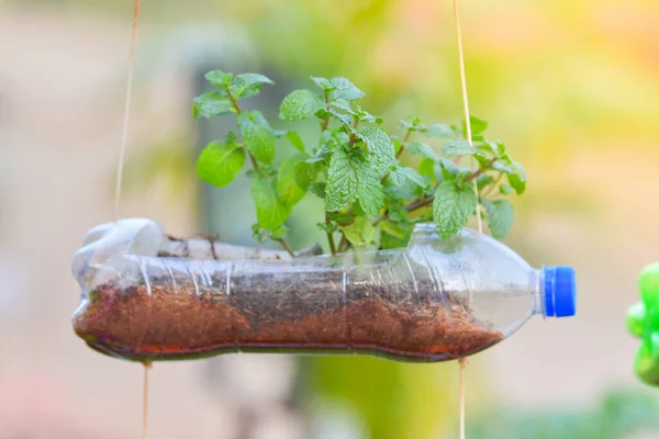 Menta Botella Plástico Reciclaje — Foto de Stock