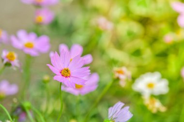 Arka bahçedeki çiçek bahçesinde kozmos çiçeği