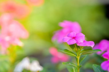 Gül menekşesi, yaşlı kız kurusu, Madagaskar Periwinkle, bahçede.