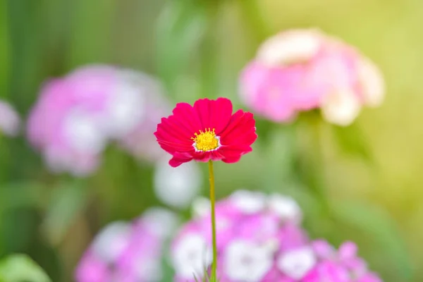 Rad Cosmos Kwiat Ogrodzie Kwiat Ogród — Zdjęcie stockowe
