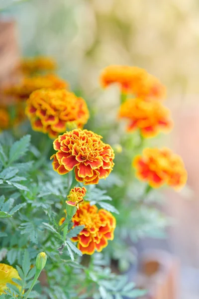 Pomarańczowy Kwiat Cynnii Ogrodzie Kwiat — Zdjęcie stockowe