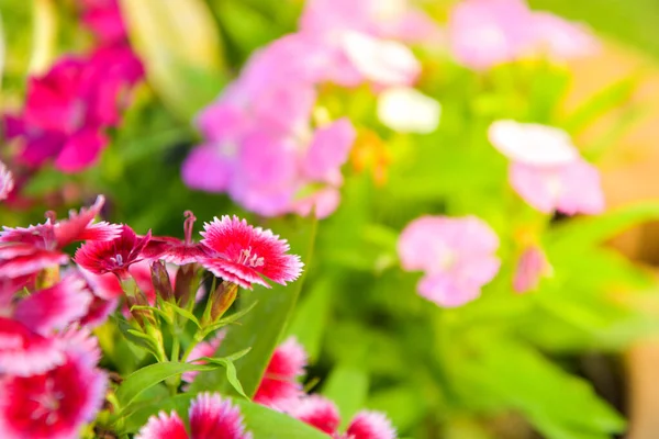 Flor William Doce Dianthus Barbatus Jardim — Fotografia de Stock