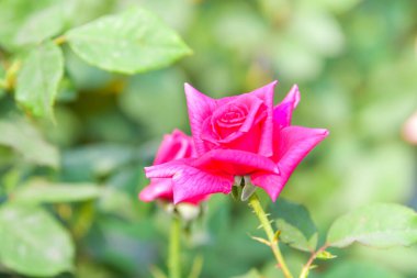 Bahçede pembe gül. Bahar doğası arka planı.