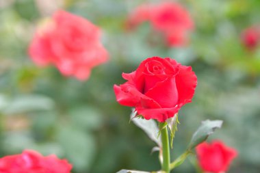 Bahçedeki kırmızı gül. Bahar doğası arka planı.