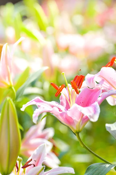 Rózsaszín Liliom Virág Virágmezőn Tavaszi Természet Háttér — Stock Fotó