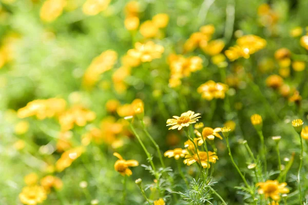 Żółty Kwiat Kosmosu Polu Kwiatów Wiosenne Tło Natury — Zdjęcie stockowe