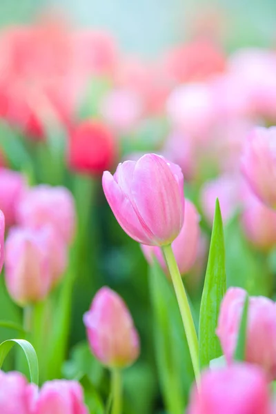 Tulipánové Květiny Zahradě Jarní Příroda Pozadí — Stock fotografie