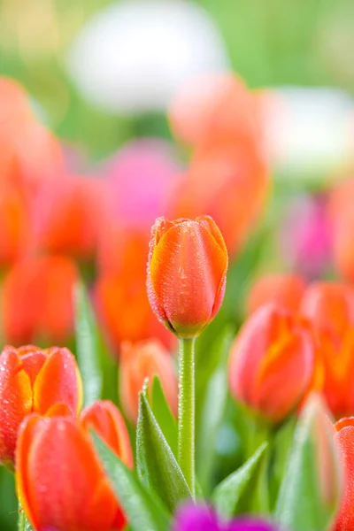 Tulipánové Květiny Zahradě Jarní Příroda Pozadí — Stock fotografie