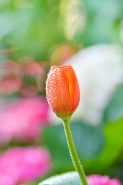 Tulipánové Květiny Zahradě Jarní Příroda Pozadí — Stock fotografie