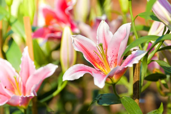 Růžový Květ Lilie Květinovém Poli Jarní Příroda Pozadí — Stock fotografie