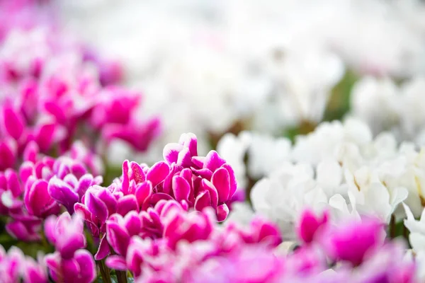 Pink Cyclamen Květinovém Poli Příroda Pozadí — Stock fotografie